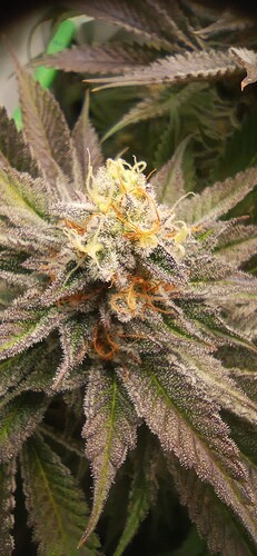 IMG_20240206_122531_1