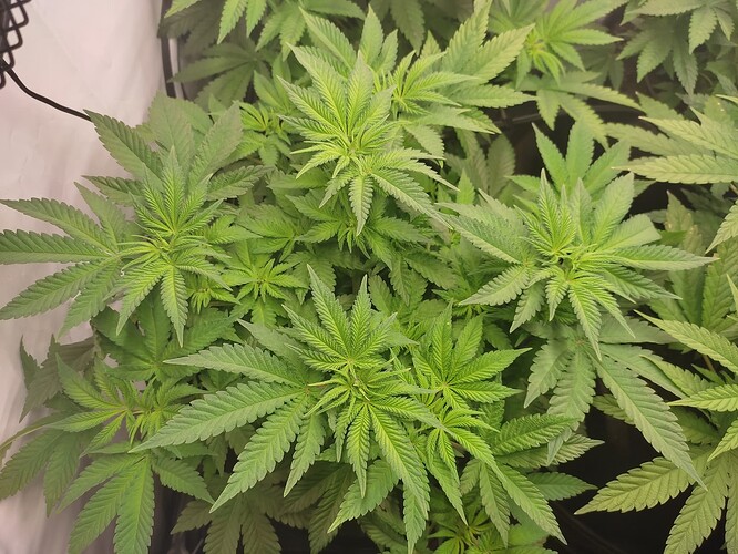 Growreport Bild 7