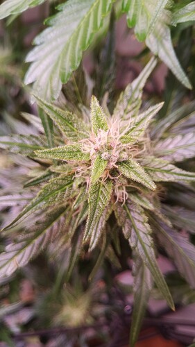 Growreport Bild 6