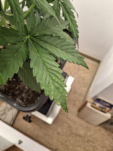 Growreport Bild 68