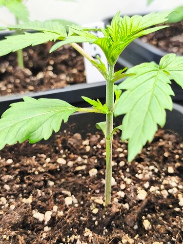 Growreport Bild 3