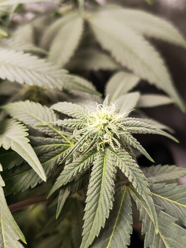Growreport Bild 19