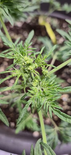 Growreport Bild 4