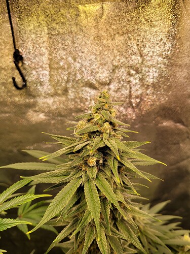 Growreport Bild 4