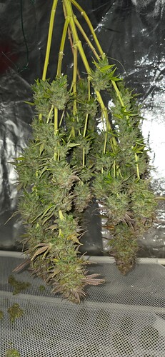 Growreport Bild 32