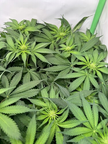 Growreport Bild 6