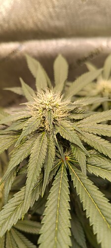 Growreport Bild 11