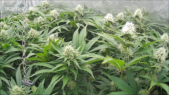 Growreport Bild 13