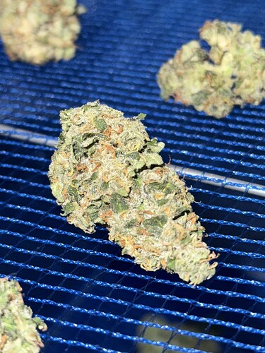 Growreport Bild 46
