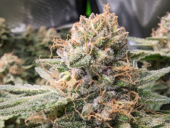 Growreport Bild 4