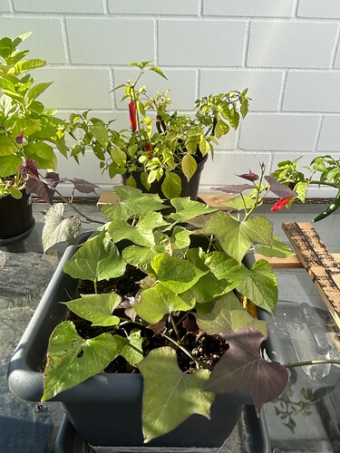 Growreport Bild 20