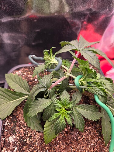 Growreport Bild 9