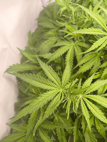 Growreport Bild 26