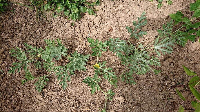 Growreport Bild 51