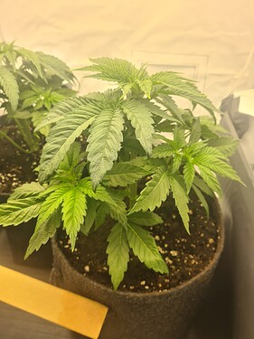 Growreport Bild 9