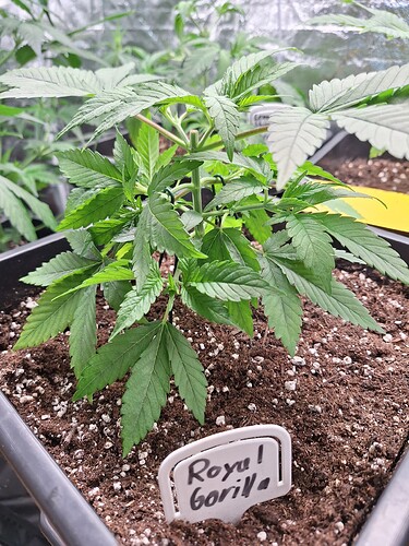 Growreport Bild 14