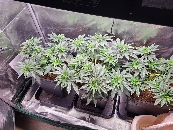 Growreport Bild 19