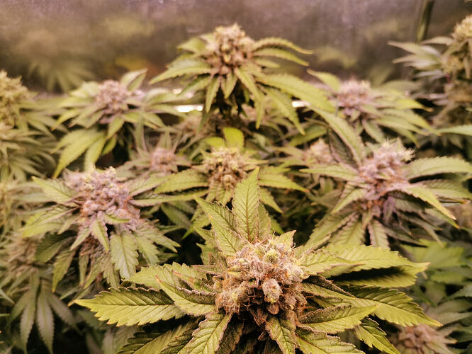 Growreport Bild 6