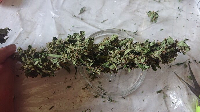Growreport Bild 31
