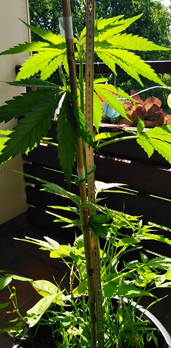 Growreport Bild 2