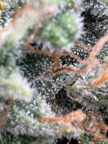 Growreport Bild 6