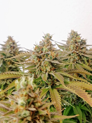 Growreport Bild 53