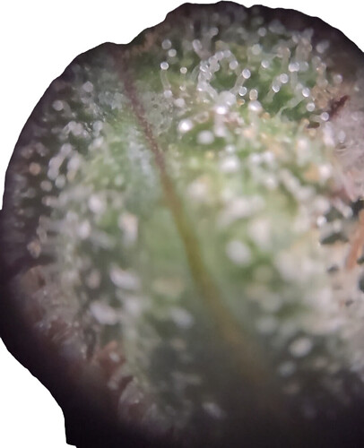 Growreport Bild 17