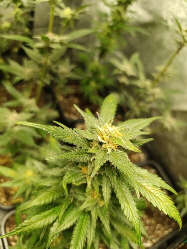 Growreport Bild 4