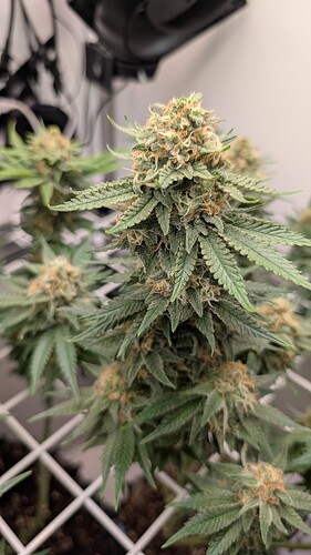 Growreport Bild 14