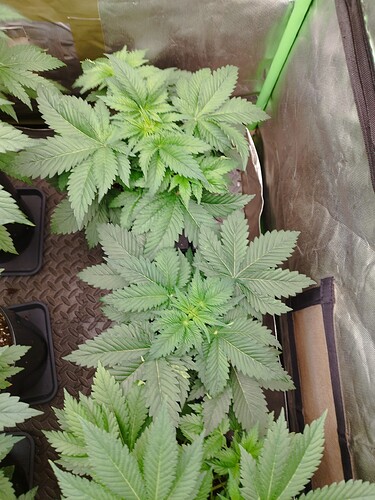 Shining Silver Haze
