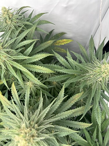 Growreport Bild 9