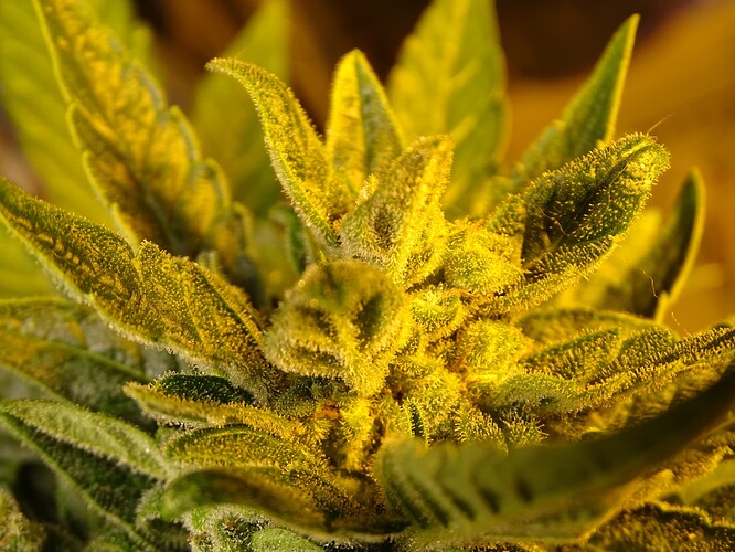 Growreport Bild 6