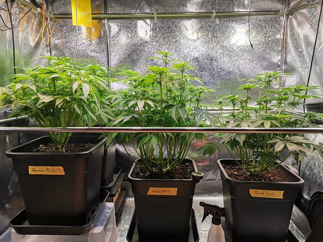 Mix grow BT19 (3)