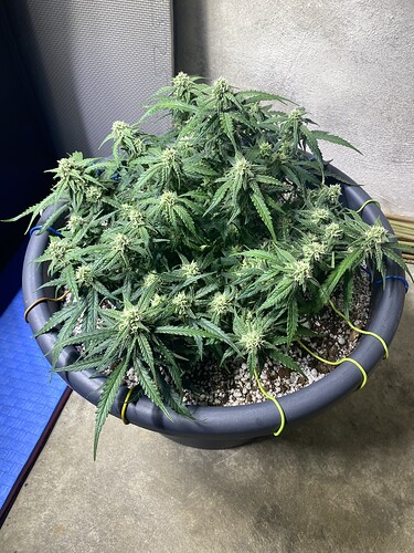 Growreport Bild 27