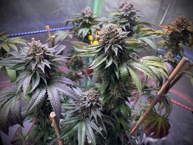 Growreport Bild 13