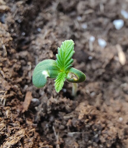 Growreport Bild 8