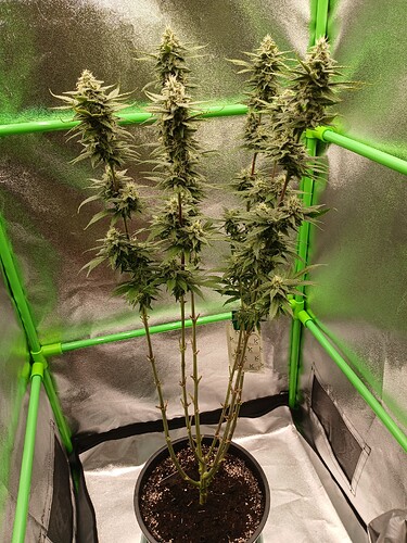 Growreport Bild 15