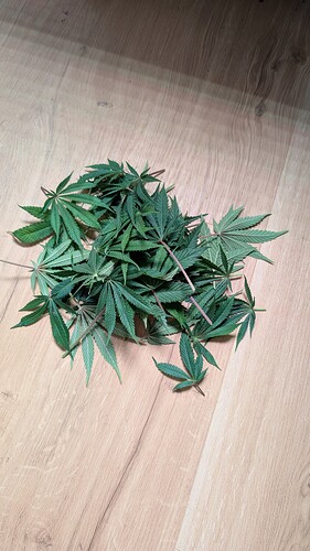 Growreport Bild 16