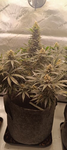 Growreport Bild 8