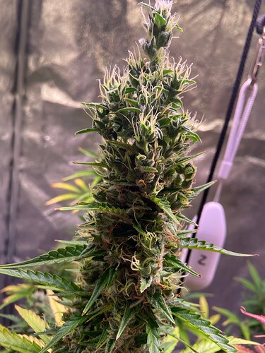 Growreport Bild 3