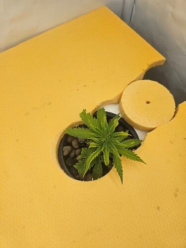 Growreport Bild 63