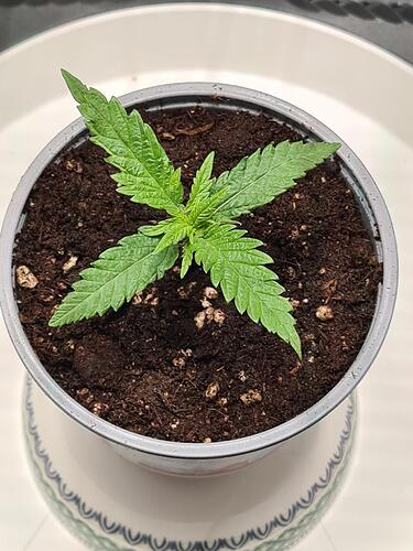 signal-2024-06-24-233959