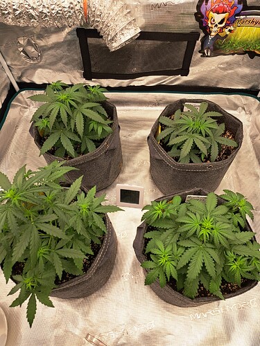 Growreport Bild 5
