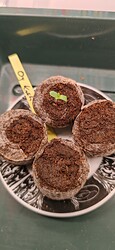 Growreport Bild 4