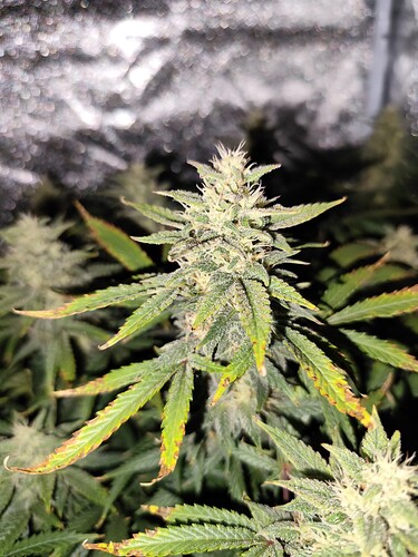 Growreport Bild 4