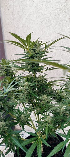 Growreport Bild 6