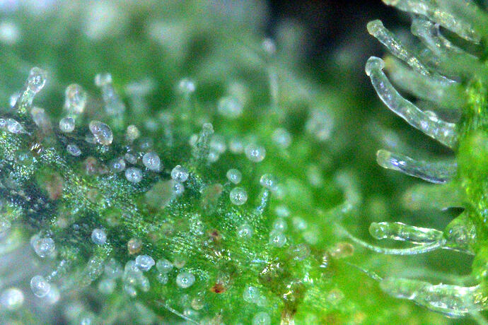 trichome_maui_4