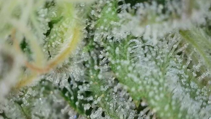 Growreport Bild 36