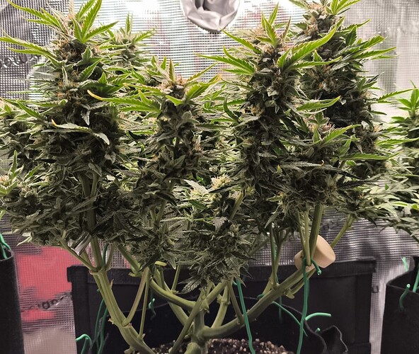 IMG-20241117-WA0005~2