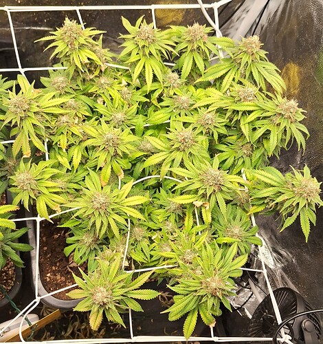 Growreport Bild 5